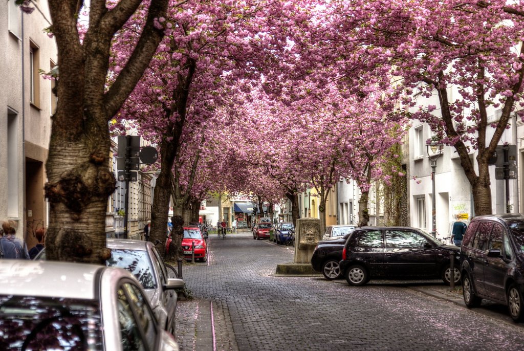 Japanische Kirschblüten 