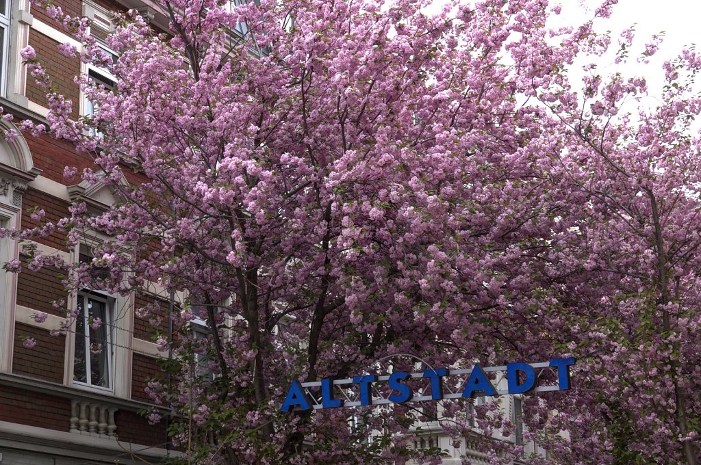 Japanische Kirschblüten