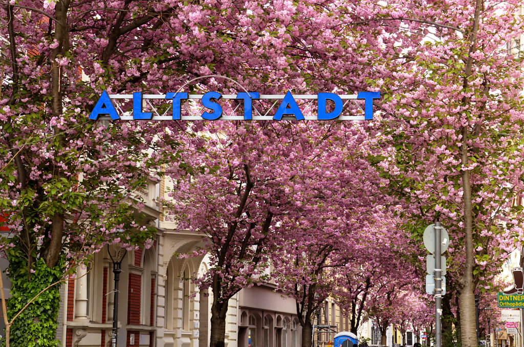 Japanische Kirschblüten